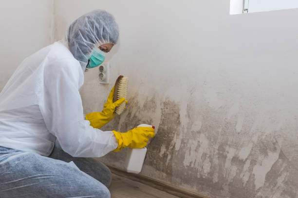 Best Mold Removal Near Me  in Chamberlayne, VA