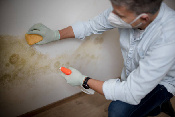 Best Fast Mold Removal  in Chamberlayne, VA