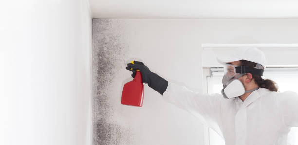 Best Office Mold Removal Services  in Chamberlayne, VA