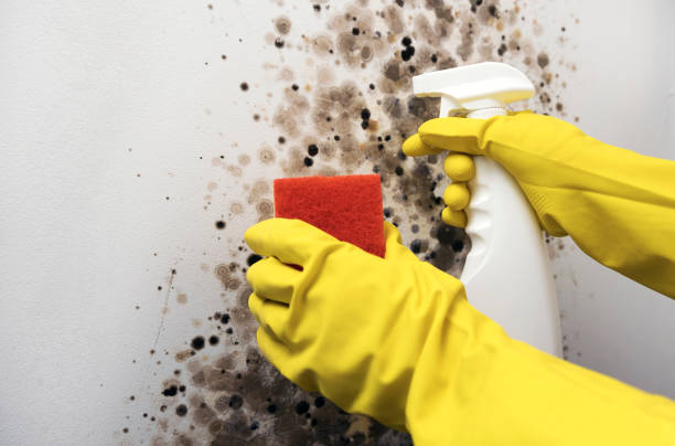Best Black Mold Removal  in Chamberlayne, VA