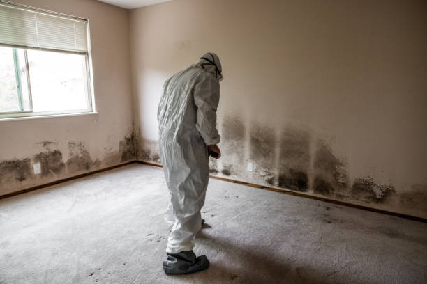 Best Local Mold Removal Service  in Chamberlayne, VA