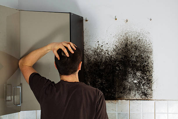 Best Same-Day Mold Removal  in Chamberlayne, VA