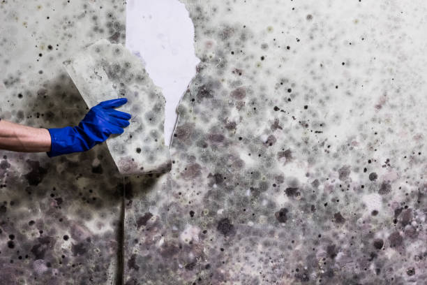 Best Home Mold Removal  in Chamberlayne, VA