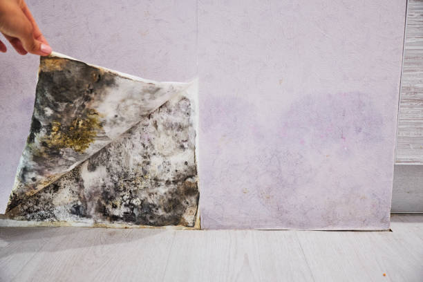 Best Office Mold Removal Services  in Chamberlayne, VA